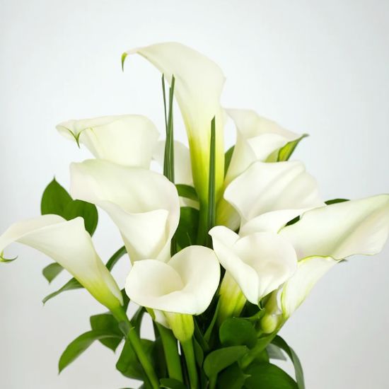 Calla Lily