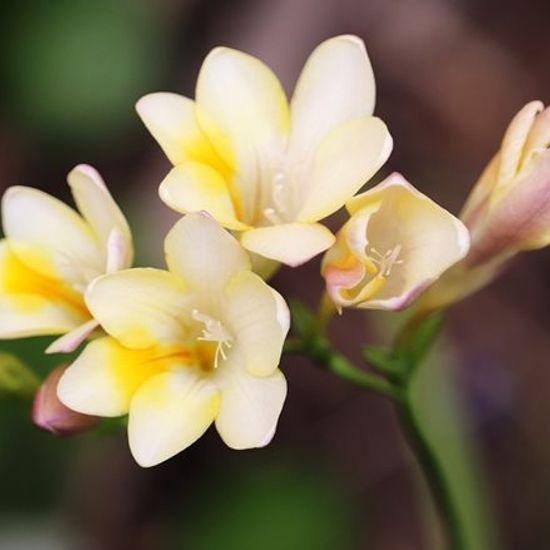 Freesias