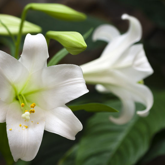 Placeholder Lillies