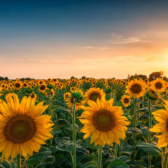 Sunflower Sunset